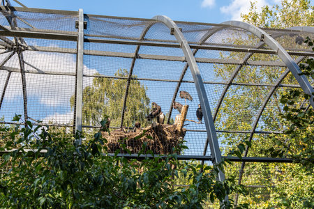 Berlin, Germany- October 7, 2019: Berlin Zoological Garden , the birds in the aviaryのeditorial素材