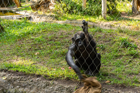 Berlin, Germany- October 7, 2019: Berlin Zoological Garden , monkey in the aviaryのeditorial素材