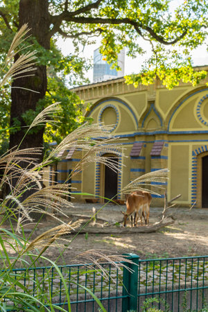 Berlin, Germany- October 7, 2019: Berlin Zoological Garden , deer enclosureのeditorial素材
