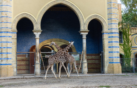 Berlin, Germany- October 7, 2019: Berlin Zoological Garden , spotted giraffesのeditorial素材