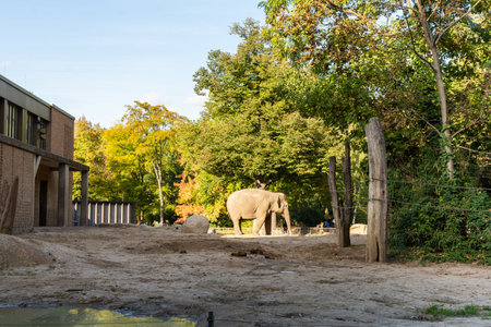 Berlin, Germany- October 7, 2019: Berlin Zoological Garden , elephant houseのeditorial素材