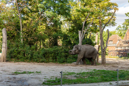 Berlin, Germany- October 7, 2019: Berlin Zoological Garden , elephant houseのeditorial素材