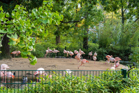 Berlin, Germany- October 7, 2019: Berlin Zoological Garden , flamingo birdsのeditorial素材