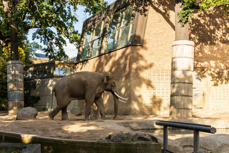 Berlin, Germany- October 7, 2019: Berlin Zoological Garden , elephant houseのeditorial素材