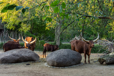 Berlin, Germany- October 7, 2019: Berlin Zoological Garden, artiodactyls animals buffaloのeditorial素材