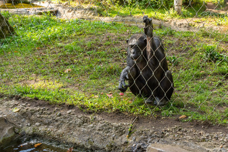 Berlin, Germany- October 7, 2019: Berlin Zoological Garden , monkey in the aviaryのeditorial素材