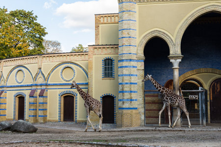 Berlin, Germany- October 7, 2019: Berlin Zoological Garden , spotted giraffesのeditorial素材