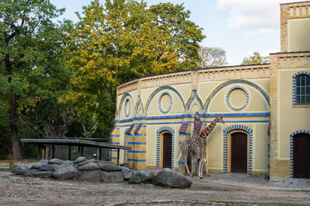 Berlin, Germany- October 7, 2019: Berlin Zoological Garden , spotted giraffesのeditorial素材