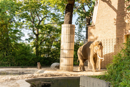 Berlin, Germany- October 7, 2019: Berlin Zoological Garden , elephant houseのeditorial素材