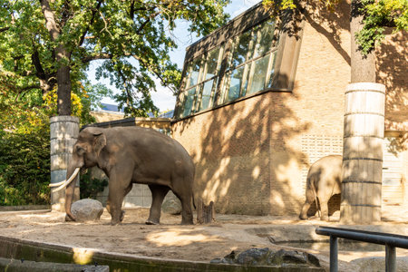Berlin, Germany- October 7, 2019: Berlin Zoological Garden , elephant houseのeditorial素材