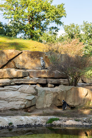 Berlin, Germany- October 7, 2019: Berlin Zoological Garden, penguin houseのeditorial素材