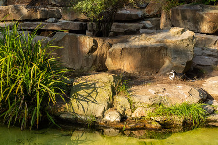 Berlin, Germany- October 7, 2019: Berlin Zoological Garden, penguin houseのeditorial素材