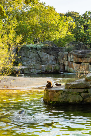 Berlin, Germany- October 7, 2019: Berlin Zoological Garden, fur seals and sealsのeditorial素材