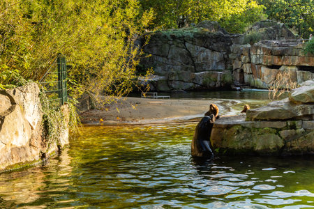 Berlin, Germany- October 7, 2019: Berlin Zoological Garden, fur seals and sealsのeditorial素材