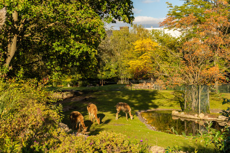 Berlin, Germany- October 7, 2019: Berlin Zoological Garden, cloven-hoofed animals alpacasのeditorial素材