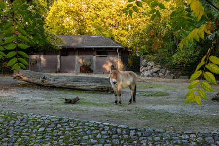 Berlin, Germany- October 7, 2019: Berlin Zoological Garden, artiodactyls animalsのeditorial素材