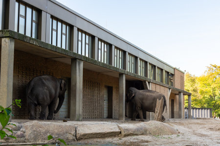 Berlin, Germany- October 7, 2019: Berlin Zoological Garden , elephant houseのeditorial素材