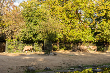 Berlin, Germany- October 7, 2019: Berlin Zoological Garden, the South African oryx, a large antelope gemsbokのeditorial素材