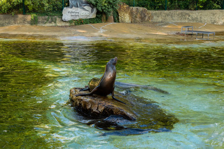 Berlin, Germany- October 7, 2019: Berlin Zoological Garden, fur seals and sealsのeditorial素材