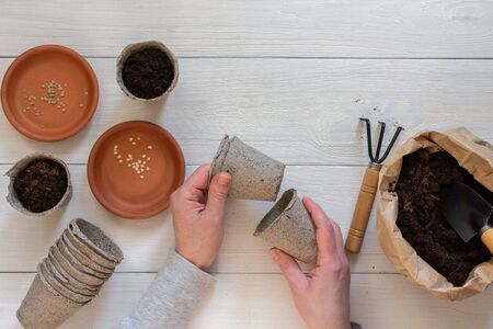 Eco friendly pots for seedlings on a white wooden background, female hands plant seeds, planting tomato and pepper seeds, small bag with ground and trowel and garden shovelの写真素材