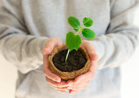 Woman holds eco pot in her hands with green seedlings of cucumber