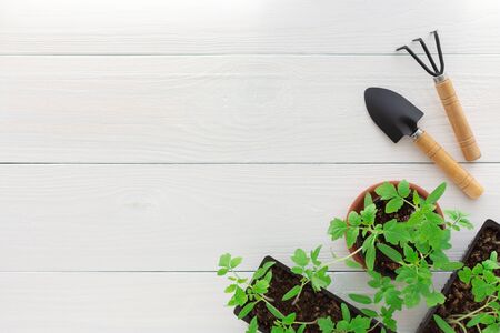 Young green seedlings of tomato in pot on a white wooden background with a rake and a garden shovelの写真素材