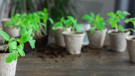 Young green seedlings of tomato in eco pots on a wooden background , transplanting seedlings,...