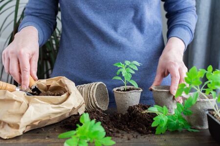 Young green seedlings of tomato in pots on a wooden background , woman transplanting seedlings, pricking outの写真素材