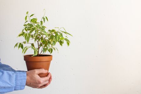 Beautiful green indoor Ficus benjamina Kinky flower in a pot in male hands on a white wall backgroundの写真素材