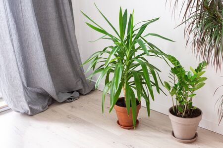 Beautiful green indoor Yucca aloifolia and Zamioculcas flower , home decorative plants on the background of a white wallの写真素材