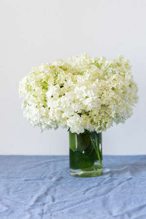 Flowers viburnum opulus Roseum in a vase standing on a table with a blue tablecloth on a white wall backgroundの写真素材