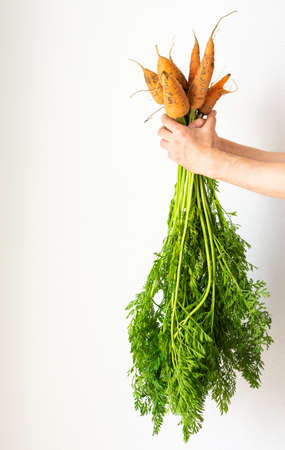 Male hand with carrot on a white wall background, farmer holds carrot with green leaves, fresh harvestの写真素材