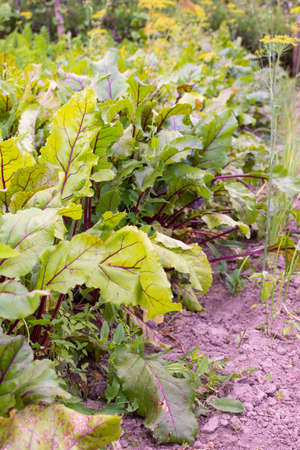 Garden beds of beetroot , fresh young vegetables from the gardenの写真素材