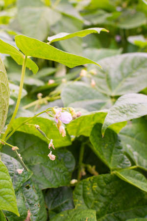 Garden beds of beans, fresh green organic young vegetables from the gardenの写真素材