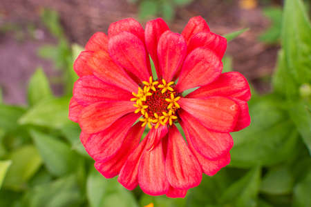 Pink zinnia closeup, beautiful unpretentious summer flower in the gardenの写真素材