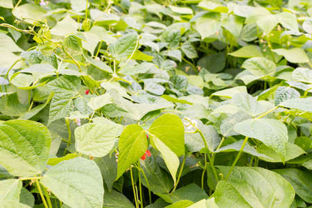 Garden beds of beans, fresh green organic young vegetables from the gardenの写真素材