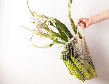 Male hand with with corn on a white wall background, farmer holds raw corn swings with green leaves, fresh harvestの写真素材
