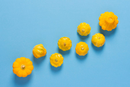 Fresh harvest of zucchini and pattison, yellow squash and pattison on blue background