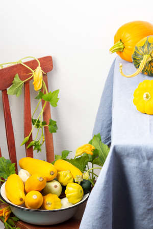 Fresh harvest of squash and pattypan squash on a chair against a white wall, pumpkins on a tableの写真素材