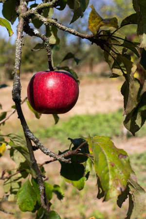 Fresh organic natural red apples on a branch in the autumn gardenの写真素材