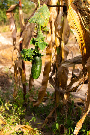 Ripe cucumbers among dry corn, autumn harvest in the gardenの写真素材