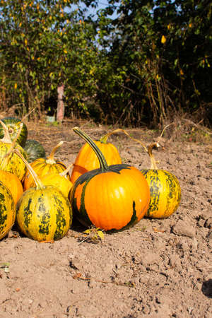 Bunch of orange and green pumpkins on the ground, pumpkin harvest, fresh organic vegetables from the gardenの写真素材