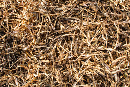 Dry bean pods in gardenの写真素材