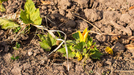 Garden beds with organic vegetables , green zucchini leaves close up, ripening zucchini in the villageの写真素材