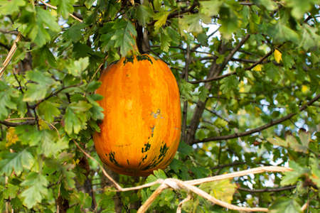 Orange ripened pumpkins in the garden, fresh organic vegetables from the gardenの写真素材