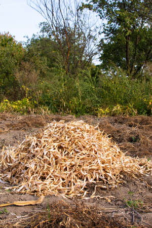 Bunch of dry bean pods, autumn garden cleaningの写真素材