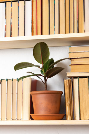 Light wooden bookshelves with hardback overturned books in white interior, indoor flowers on the...