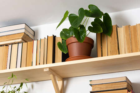 Light wooden bookshelves with hardback overturned books in white interior, indoor flowers on the shelves, home library, biophilic design and plantsの写真素材