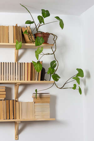 Light wooden bookshelves with hardback overturned books in white interior, indoor flowers on the shelves, home library, biophilic design and plantsの写真素材