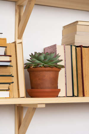 Light wooden bookshelves with hardback overturned books in white interior, indoor flowers on the shelves, home library, biophilic design and plantsの写真素材